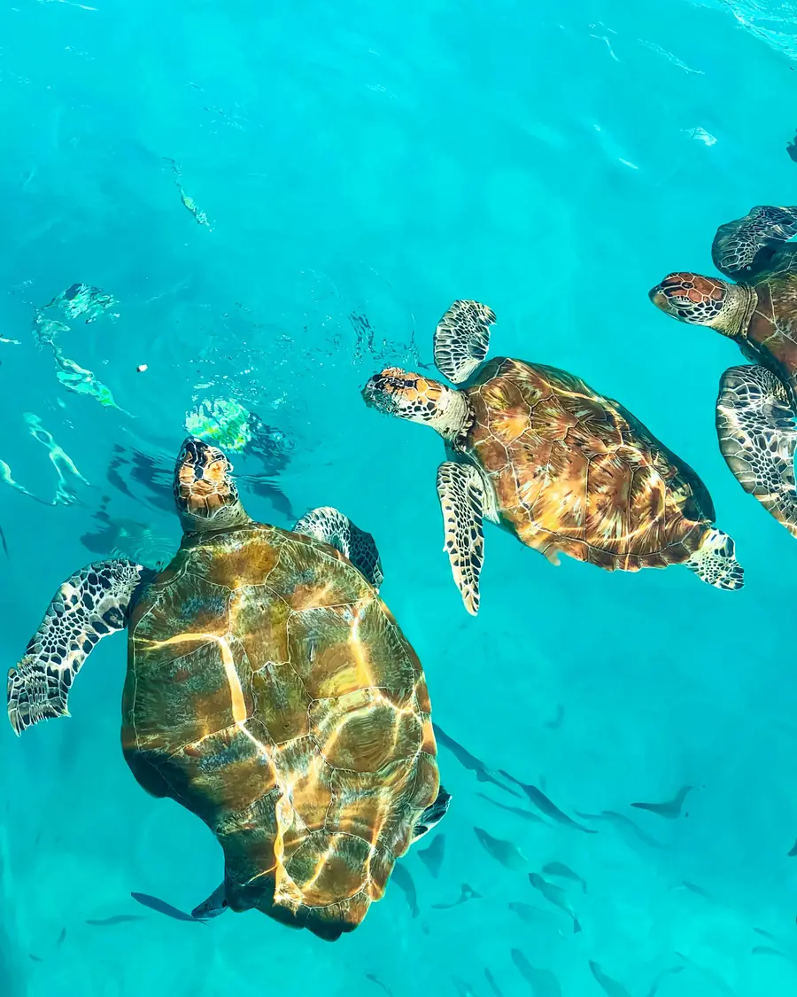 Two green sea turtles swimming in clear turquoise water at Redang Island